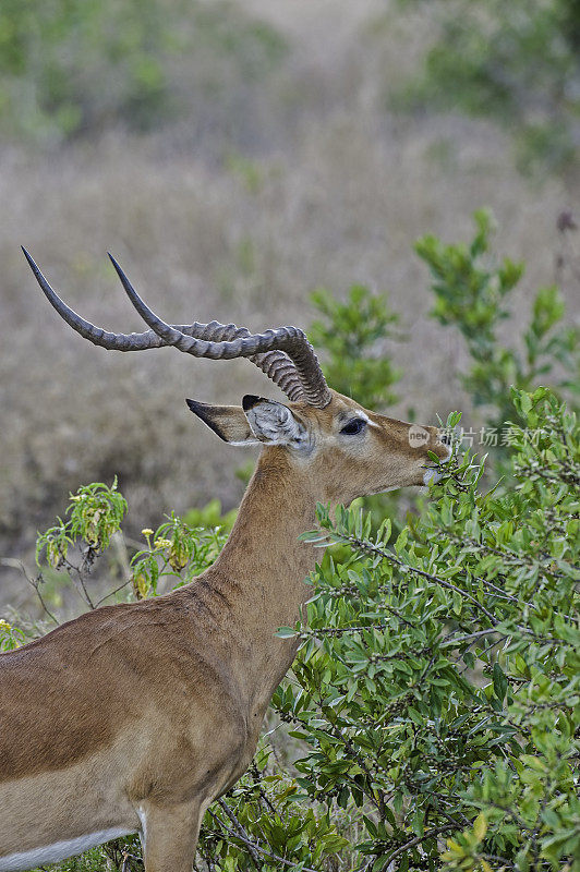 黑斑羚(Aepyceros melampus)是一种中型羚羊，产于非洲东部和南部。肯尼亚桑布鲁国家保护区。男性。